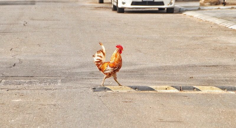 Why did the chicken cross the road?